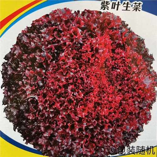 生菜种子种子红叶紫叶奶油罗马阳台四季盆栽紫色蔬菜孑